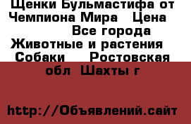 Щенки Бульмастифа от Чемпиона Мира › Цена ­ 1 000 - Все города Животные и растения » Собаки   . Ростовская обл.,Шахты г.